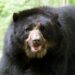 Destacan al jukumari en el Día Internacional de los osos