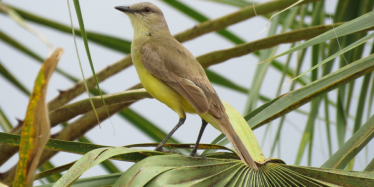 Sociobioeconomía ambiental será debatida en conferencia internacional y Bolivia es parte