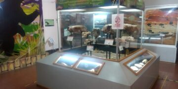 Museo de Historia Natural: investigación, custodia y biodiversidad