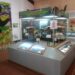 Museo de Historia Natural: investigación, custodia y biodiversidad