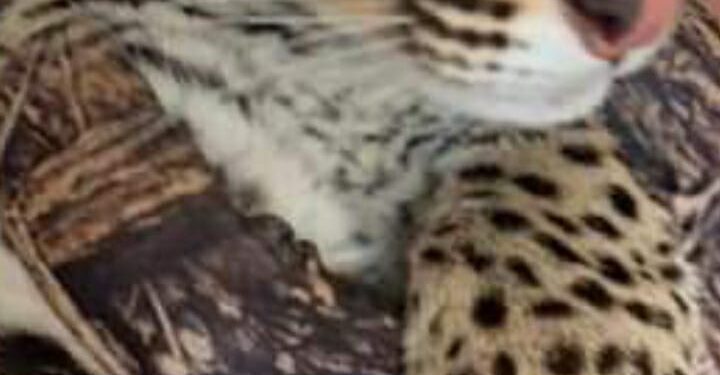Rescatando un ocelote, 10 veces más ágil que un gato domestico
