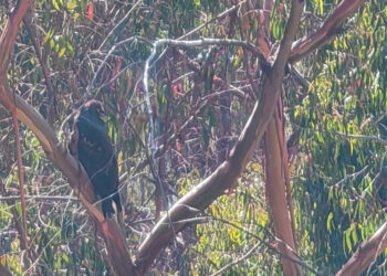 Bioparque Vesty Pakos liberó a tres aves: un águila mamani, una p´isaka y una choka