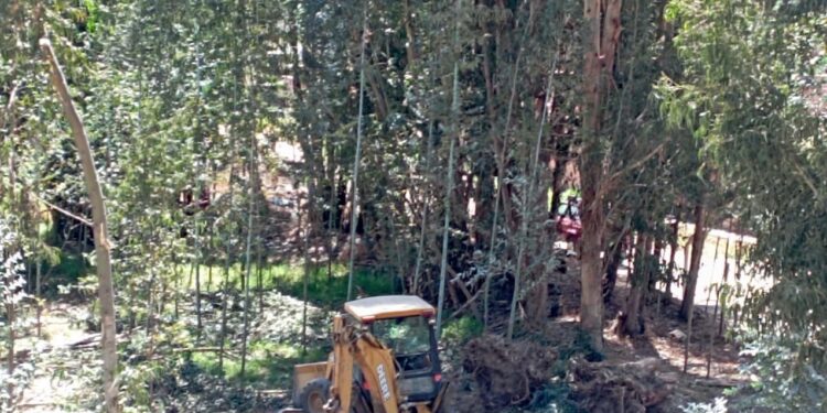 Vecinos denuncian deforestación en sector de puente Lipari