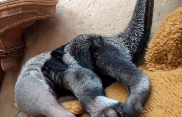 Lanzan campaña para rehabilitar al bebé de Oso Hormiga Gigante
