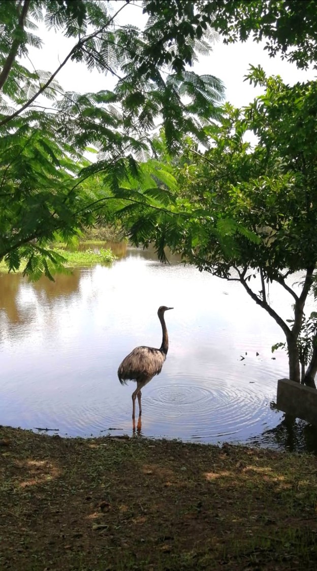Reserva Chuchini: cámara trampa capta a un ‘animal no identificado ...