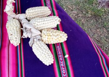 Todos los pueblos de América están unidos por el maíz