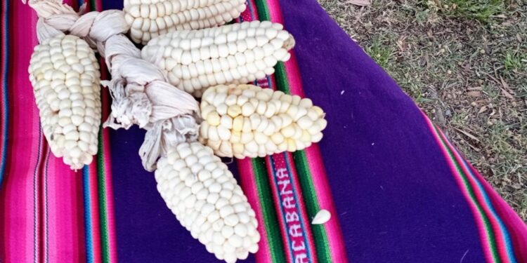 Todos los pueblos de América están unidos por el maíz