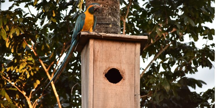 113  pichones de la Paraba Barba Azul volaron de las cajas nidos de Asociación Armonía en la Reserva Laney Rickman