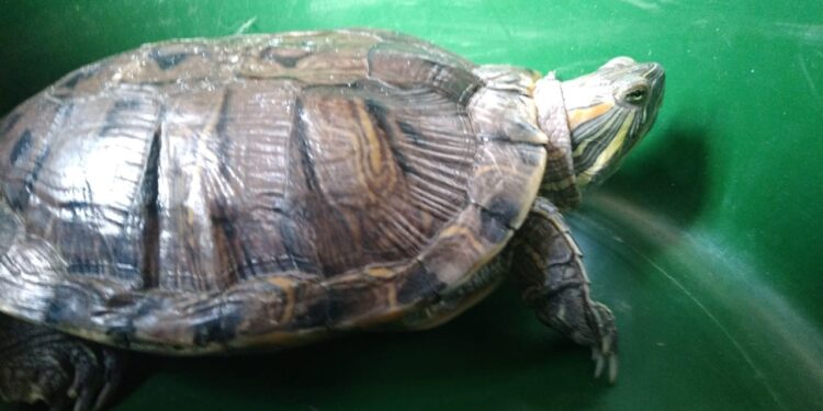 Trafican con animales amazónicos en zoológico Andino de Oruro