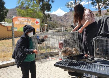 Después de su revisión veterinaria dos vizcachas rescatadas de la zona de Irpavi II fueron liberadas