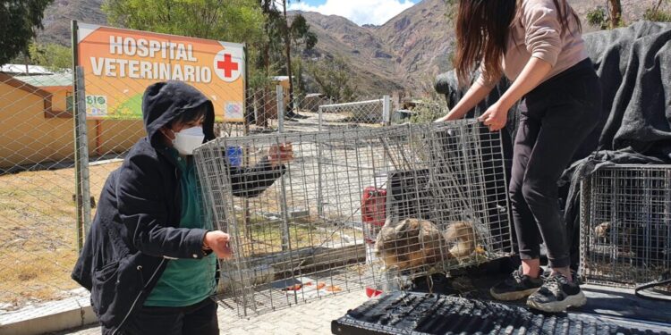 Después de su revisión veterinaria dos vizcachas rescatadas de la zona de Irpavi II fueron liberadas