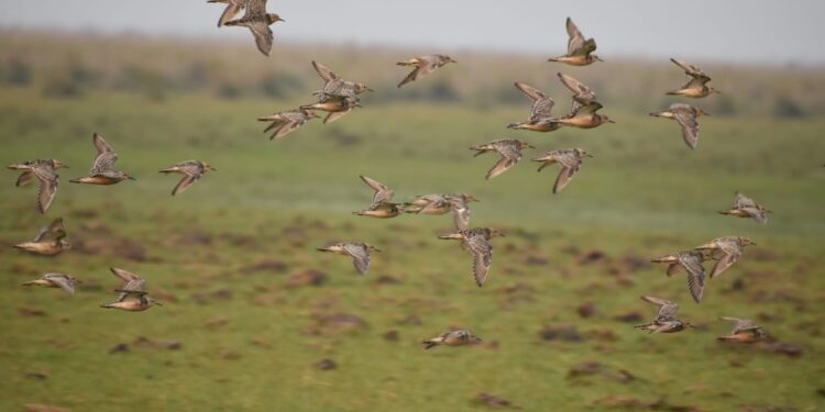 Dos especies raras de aves playeras fueron encontradas en la Reserva Natural Barba Azul