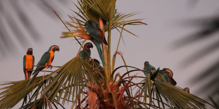 Paraba Barba Azul ayuda a conformar bosques en Beni