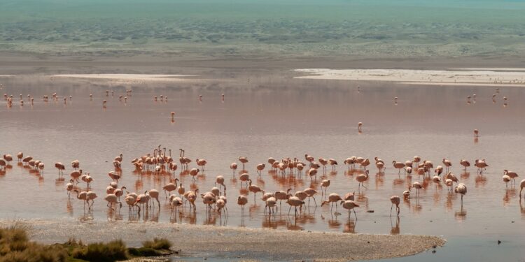 Gigante Amazon financia la actualización de las Áreas Clave para la Biodiversidad de Bolivia, y de otros seis países de Sudamérica y del Congo