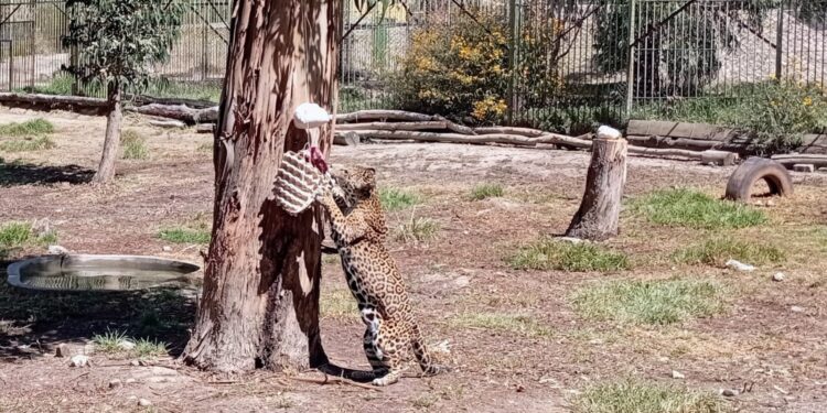 Presentan jaguares rescatados en el bioparque “Vesty Pakos”