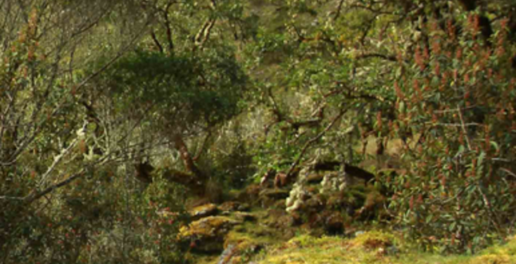 ÁRBOLES=VIDA: Especies arbóreas en Apolobamba