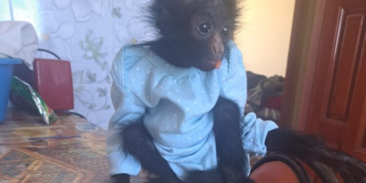 Expertos sensibilizarán sobre el mascotismo en la fauna silvestre