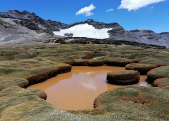 Contribución de bofedales a la conservación de especies en el ANMIN Apolobamba