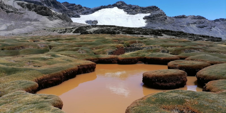 Contribución de bofedales a la conservación de especies en el ANMIN Apolobamba