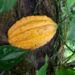 “Tacana chocolate” un emprendimiento sustentable del cacao silvestre en Capaina