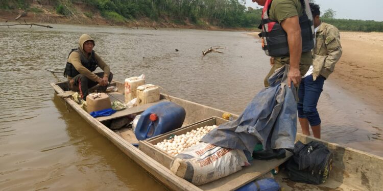 Madidi: Tráfico de vida silvestre y extracción indiscriminada de huevos de tortugas ponen en peligro la especie 