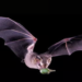 Desarrollan taller sobre los murciélagos insectívoros en Cobija