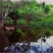 Pando: Reserva Nacional Manuripi, la más diversa de la región