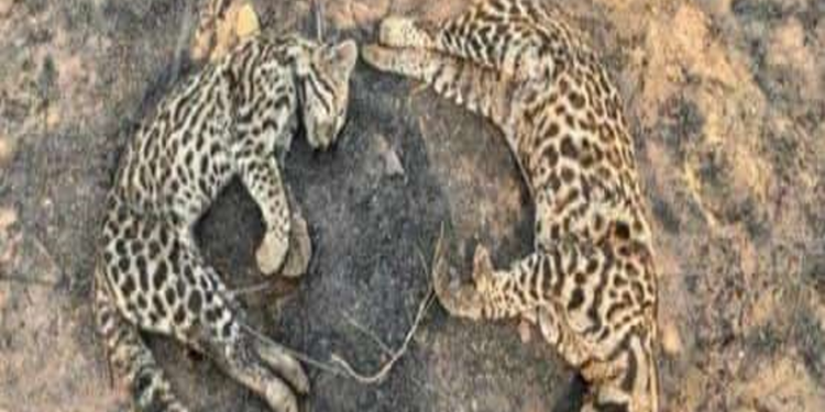 ¡Dejen de matar, dejen de quemar!