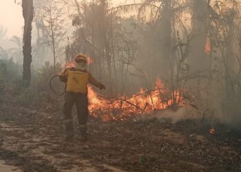 Periodistas ambientales emiten manifiesto contra la depredación a la naturaleza