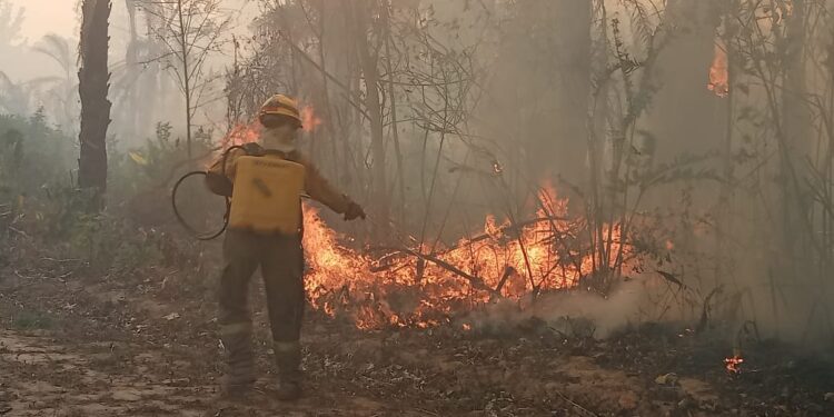 Periodistas ambientales emiten manifiesto contra la depredación a la naturaleza