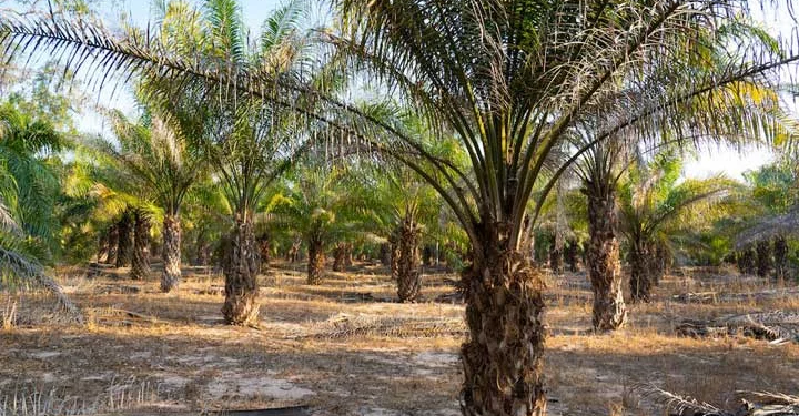 Palma africana generadora de extinción de la biodiversidad pretende ser cultivada en la Amazonía boliviana