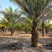 Palma africana generadora de extinción de la biodiversidad pretende ser cultivada en la Amazonía boliviana
