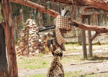 Vesty Pakos celebró el Día del Jaguar con actividad educativa «Rosetas: Manchas con Identidad»
