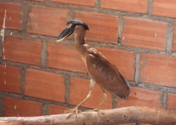 Tres garzas pico de bota regresaron a su hábitat natural