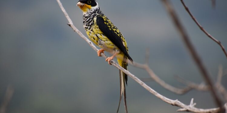 Proteger las aves, una estrategia clave para la biodiversidad boliviana