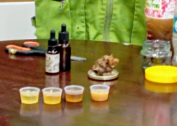 Abejas meliponas: vida, salud y biodiversidad