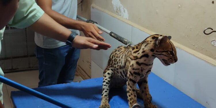 Yuma, el ocelote que perdió su agilidad felina