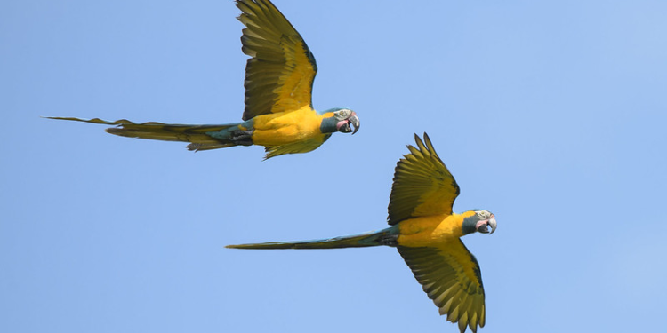 Especialistas advierten riesgos en la repatriación de paraba barba azul