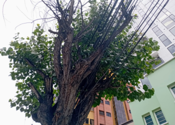 OPINIÓN: La ciudad que odiaba a los árboles