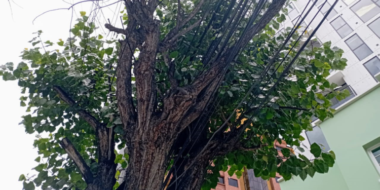 OPINIÓN: La ciudad que odiaba a los árboles