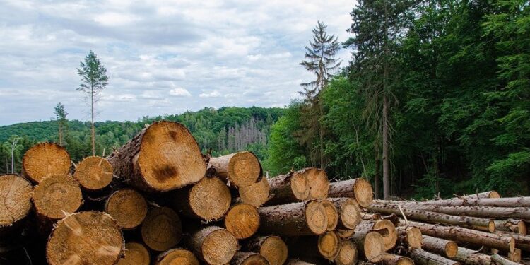 La deforestación, principal causa para el cambio climático en el Chaco boliviano