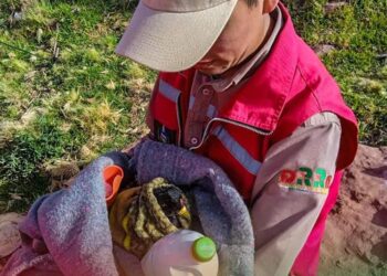 Traficados y heridos: la lucha por la recuperación de animales silvestres en La Paz
