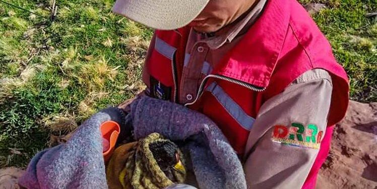 Traficados y heridos: la lucha por la recuperación de animales silvestres en La Paz