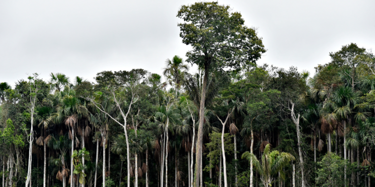 Proponen deforestación cero en la Amazonía y alternativas al biodiésel