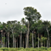 Proponen deforestación cero en la Amazonía y alternativas al biodiésel