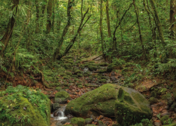 Proyecto caminero atenta contra las áreas protegidas Madidi y Apolobamba