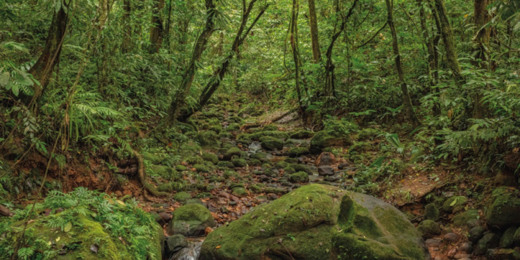 Proyecto caminero atenta contra las áreas protegidas Madidi y Apolobamba