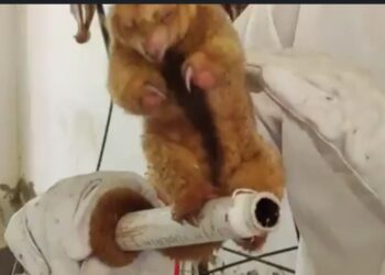 Encuentran al primer ejemplar de ‘oso oro’ mágico en Beni