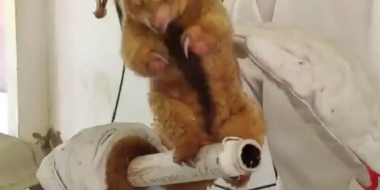 Encuentran al primer ejemplar de ‘oso oro’ mágico en Beni