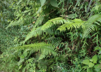 Temas ambientales ganan terreno en el Premio al Periodismo de Investigación Franz Tamayo